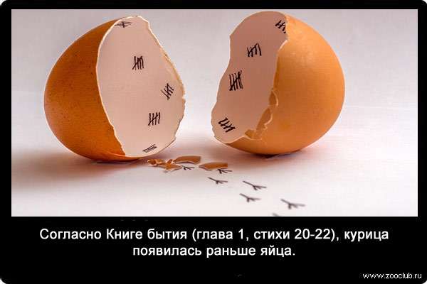 Согласно Книге бытия (глава 1, стихи 20-22), курица появилась раньше яйца.