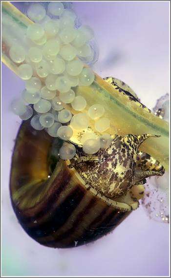 что едят моллюски в аквариумах