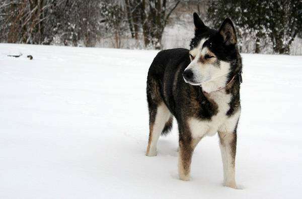 Аляскинский хаски, фото породы собак фотография