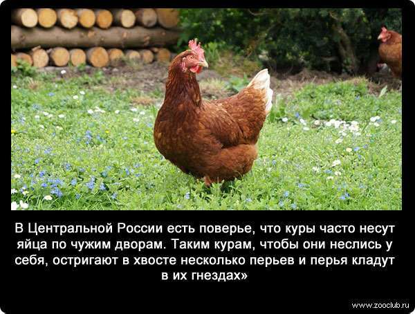 В Центральной России есть поверье, что куры часто несут яйца по чужим дворам. Таким курам, чтобы они неслись у себя, остригают в хвосте несколько перьев и перья кладут в их гнездах».