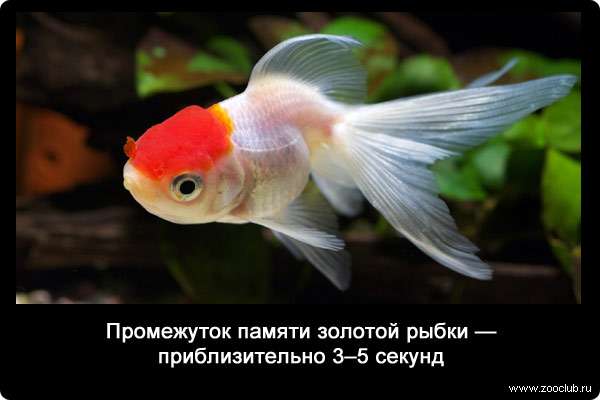 Промежуток памяти золотой рыбки - приблизительно 3-5 секунд.