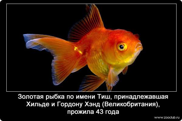 Золотая рыбка по имени Тиш, принадлежавшая Хильде и Гордону Хэнд (Великобритания), прожила 43 года.