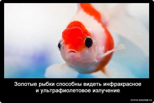 Золотые рыбки способны видеть инфракрасное и ультрафиолетовое излучение.