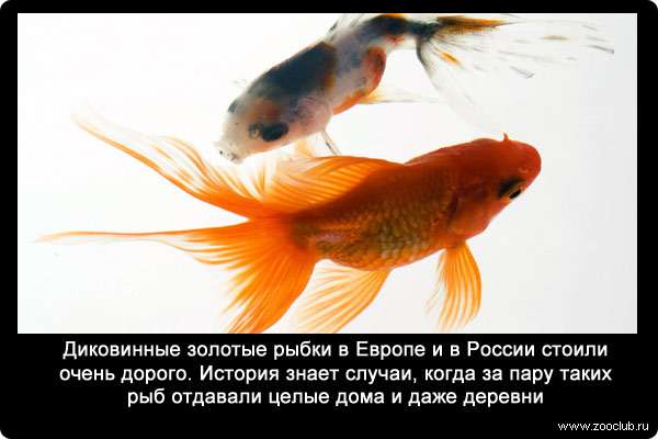 Диковинные золотые рыбки в Европе и в России стоили очень дорого. История знает случаи, когда за пару таких рыб отдавали целые дома и даже деревни.