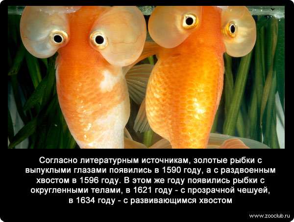Согласно литературным источникам, золотые рыбки с выпуклыми глазами появились в 1590 году, а с раздвоенным хвостом в 1596 году. В этом же году появились рыбки с округленными телами, в 1621 году - с прозрачной чешуей, в 1634 году - с развивающимся хвостом.