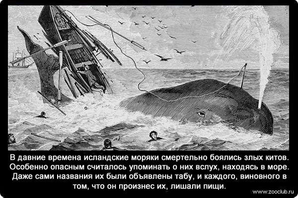 В давние времена исландские моряки смертельно боялись злых китов. Особенно опасным считалось упоминать о них вслух, находясь в море. Даже сами названия их были объявлены табу, и каждого, виновного в том, что он произнес их, лишали пищи.