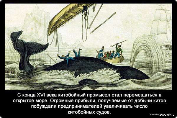 С конца XVI века китобойный промысел стал перемещаться в открытое море. Огромные прибыли, получаемые от добычи китов побуждали предпринимателей увеличивать число китобойных судов.
