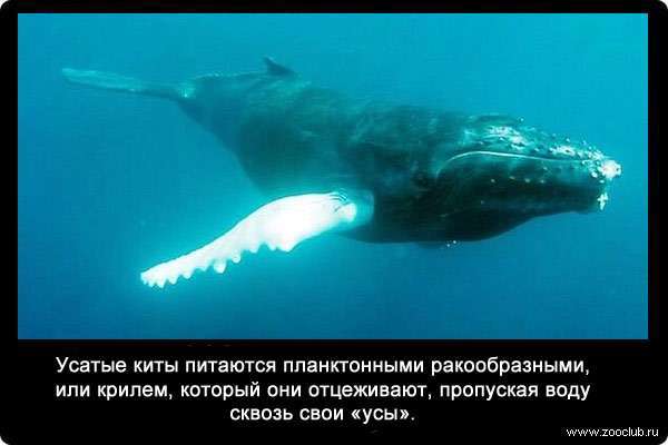 Усатые киты питаются планктонными ракообразными, или крилем, который они отцеживают, пропуская воду сквозь свои усы