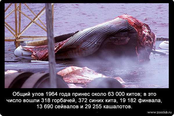 Общий улов 1964 года принес около 63 000 китов; в это число вошли 318 горбачей, 372 синих кита, 19 182 финвала, 13 690 сейвалов и 29 255 кашалотов.