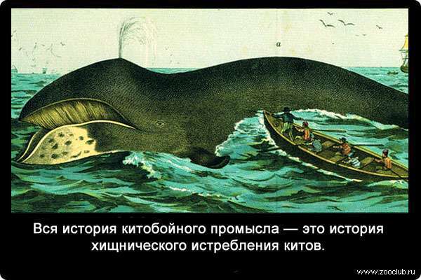 Вся история китобойного промысла - это история хищнического истребления китов.