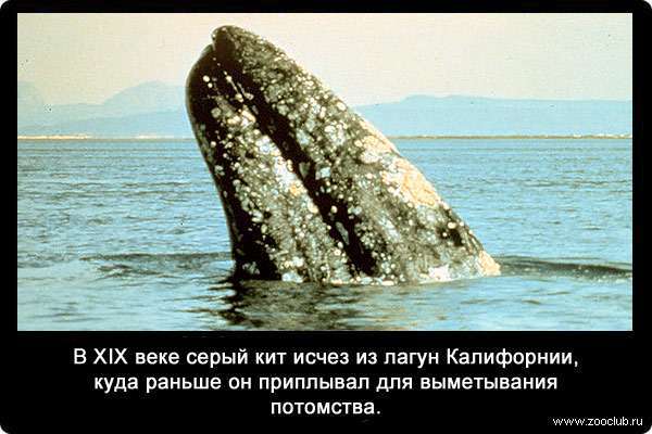 В XIX веке серый кит исчез из лагун Калифорнии, куда раньше он приплывал для выметывания потомства.