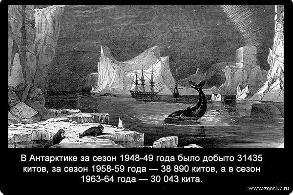 В Антарктике за сезон 1948-49 года было добыто 31435 китов, за сезон 1958-59 года - 38 890 китов, а в сезон 1963-64 года - 30 043 кита. 