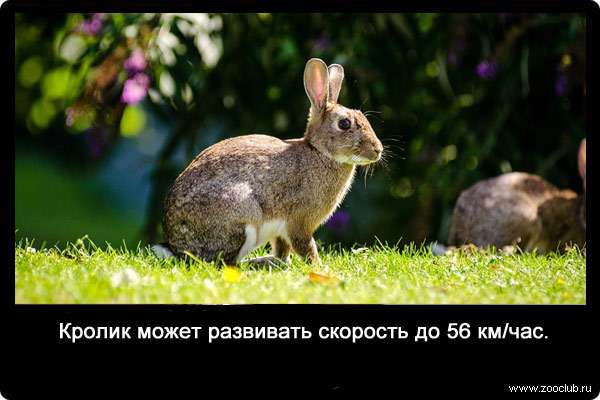 Кролик может развивать скорость до 56 км/час, а заяц до 72 км/час.