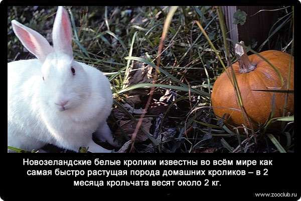 Новозеландские белые кролики известны во всём мире как самая быстро растущая порода домашних кроликов - в 2 месяца крольчата весят около 2 кг.