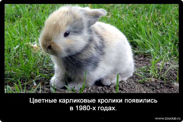 Цветные карликовые кролики появились в 1980-х годах.