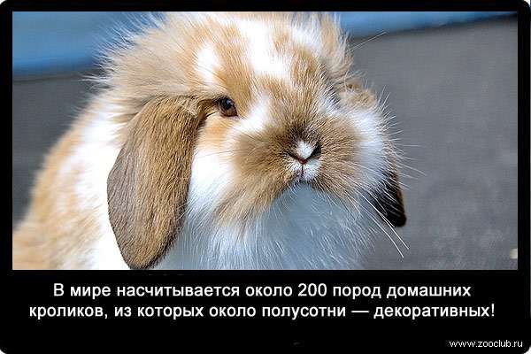 В мире насчитывается около 200 пород домашних кроликов, из которых около полусотни - декоративных!
