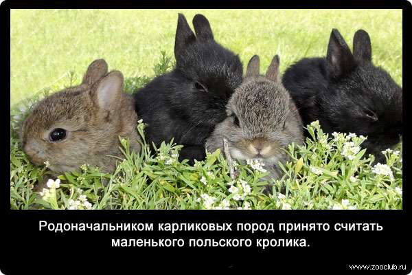 Родоначальником карликовых пород принято считать маленького польского кролика.