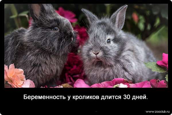 Беременность у кроликов длится 30 дней.