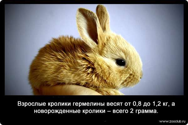 Взрослые кролики гермелины весят от 0,8 до 1,2 кг, а новорожденные кролики - всего 2 грамма.