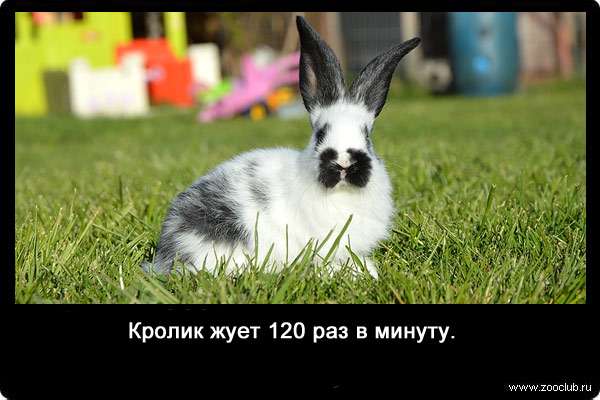 Кролик жует 120 раз в минуту.