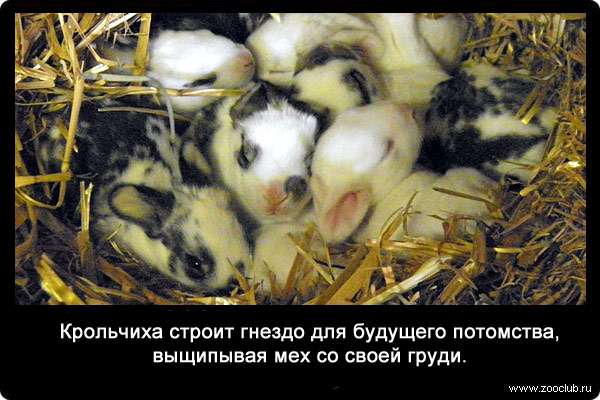 Крольчиха строит гнездо для будущего потомства, выщипывая мех со своей груди.