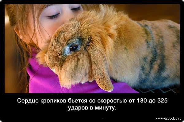 Сердце кроликов бьется со скоростью от 130 до 325 ударов в минуту.