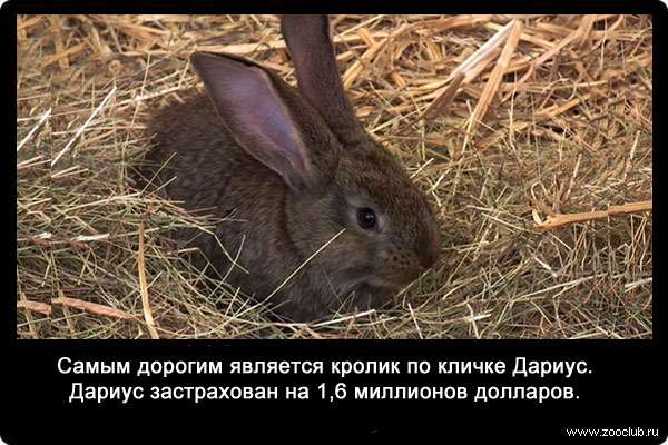 Самым дорогим является кролик по кличке Дариус (Дарий). Дарий застрахован на 1,6 миллионов долларов.