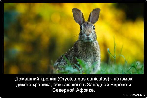Домашний кролик (Oryctotagus cuniculus) - потомок дикого кролика, обитающего в Западной Европе и Северной Африке. 