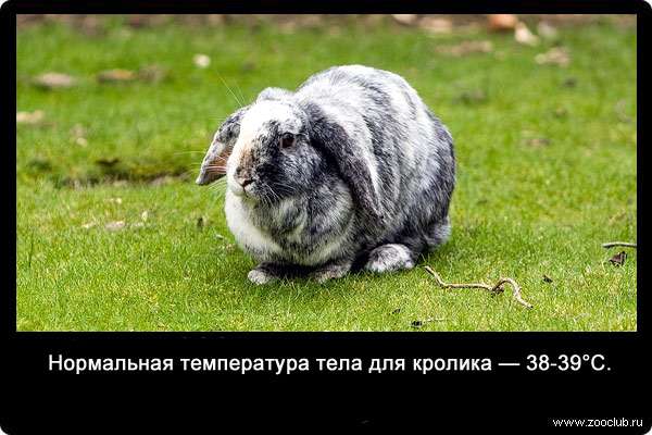 Нормальная температура тела для кролика - 38-39°C.