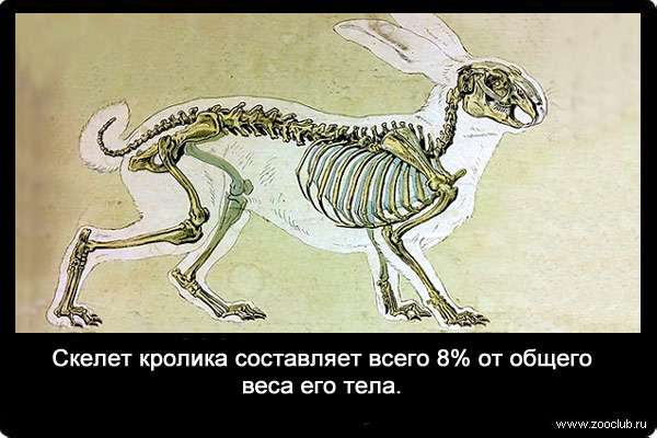 Скелет кролика составляет всего 8% от общего веса его тела.