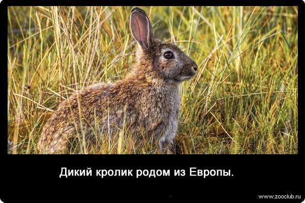 Дикий кролик родом из Европы.