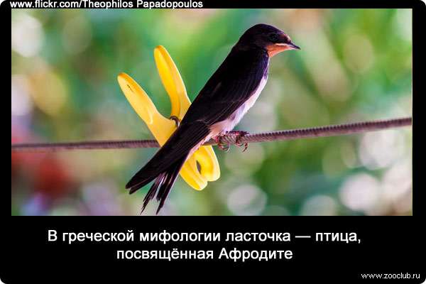 В греческой мифологии ласточка - птица, посвящённая Афродите.