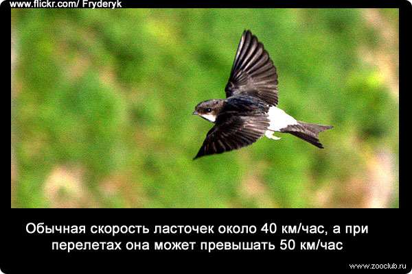 Обычная скорость ласточек около 40 км/час, а при перелетах она может превышать 50 км/час.