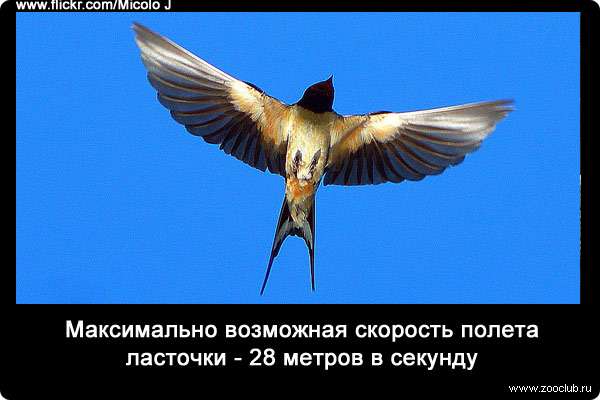 Максимально возможная скорость полета ласточки - 28 метров в секунду.