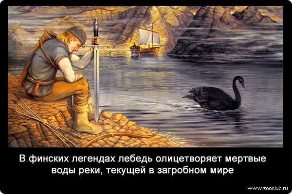 В финских легендах лебедь олицетворяет мертвые воды реки, текущей в загробном мире.