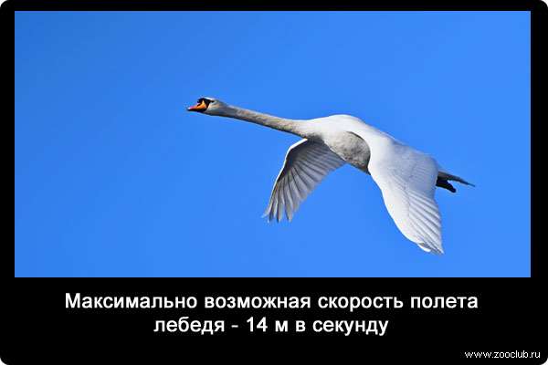 Максимально возможная скорость полета лебедя - 14 м в секунду.