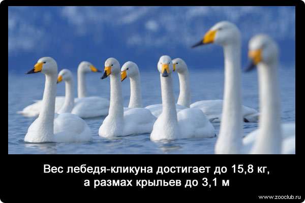 Вес лебедя-кликуна достигает до 15,8 кг, а размах крыльев до 3,1 м.