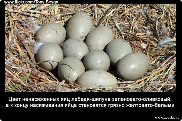 Цвет ненасиженных яиц лебедя-шипуна зеленовато-оливковый, а к концу насиживания яйца становятся грязно желтовато-белыми.