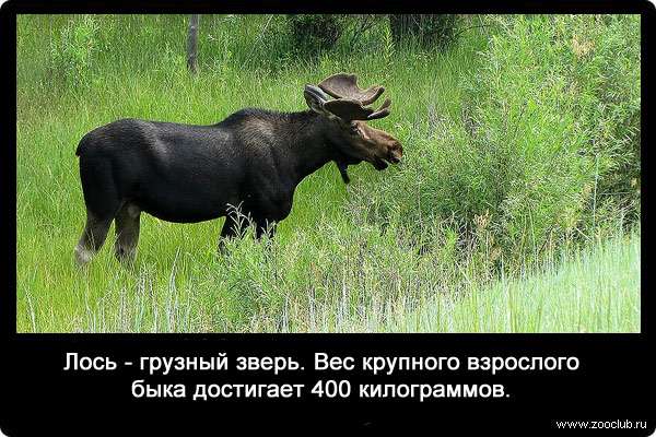Лось - грузный зверь. Вес крупного взрослого быка достигает 400 килограммов.