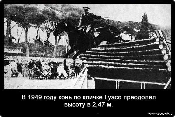 В 1949 году конь по кличке Гуасо преодолел высоту в 2,47 м. 
