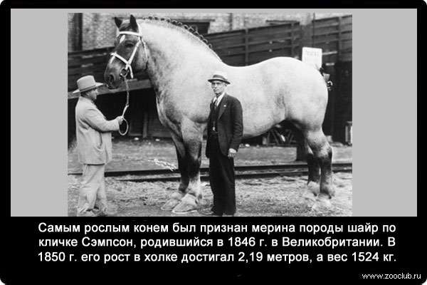 Самым рослым конем был признан мерина породы шайр по кличке Сэмпсон, родившийся в 1846 г. в Великобритании. В 1850 г. его рост в холке достигал 2,19 метров, а вес 1524 кг.