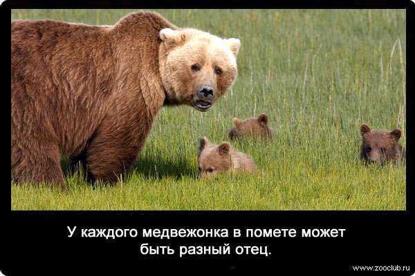 У каждого медвежонка в помете может быть разный отец.