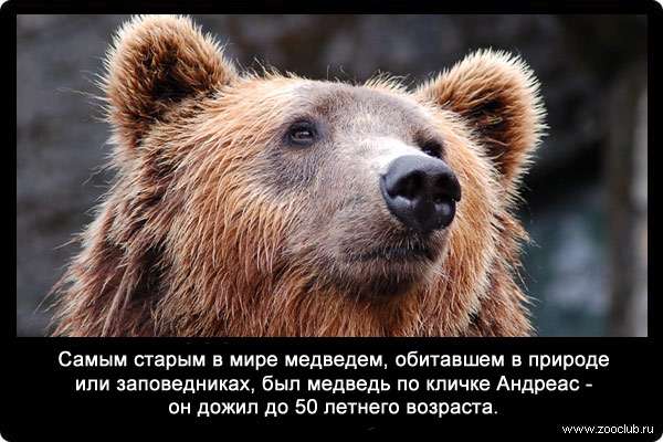 Самым старым в мире медведем, обитавшем в природе или заповедниках, был медведь по кличке Андреас - он дожил до 50 летнего возраста.