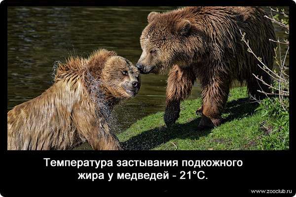 Температура застывания подкожного жира у медведей - 21°С.