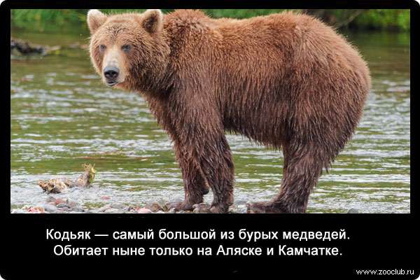Кодьяк (Ursus arctos beringianus) - самый большой из бурых медведей. Обитает ныне только на Аляске и Камчатке.