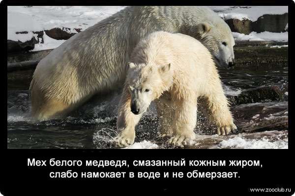 Мех белого медведя, смазанный кожным жиром, слабо намокает в воде и не обмерзает.