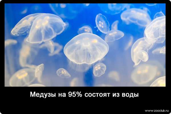 Медузы на 95% состоят из воды.