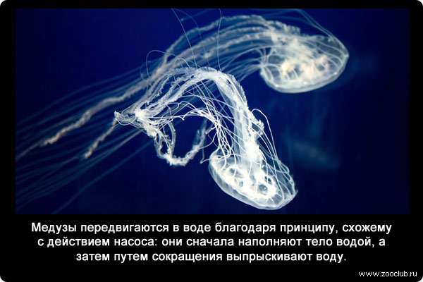 Медузы передвигаются в воде благодаря принципу, схожему с действием насоса: они сначала наполняют тело водой, а затем путем сокращения выпрыскивают воду.