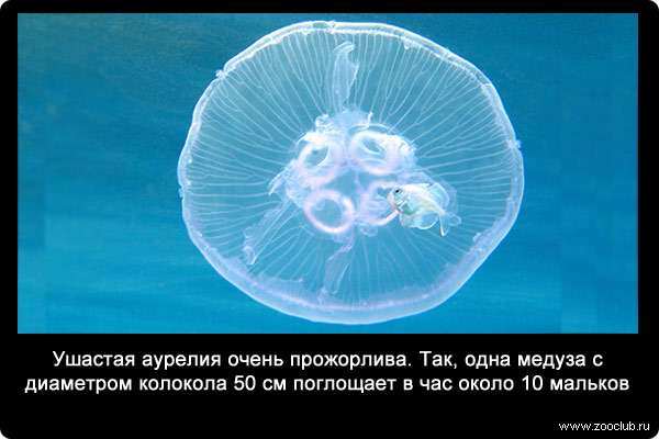 Ушастая аурелия (Aurelia aurita) очень прожорлива. Так, одна медуза с диаметром колокола 50 см поглощает в час около 10 мальков.