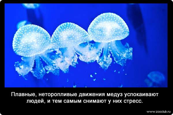Плавные, неторопливые движения медуз успокаивают людей, и тем самым снимают у них стресс.